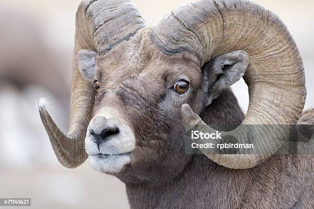 Carnero De Las Rocosas Foto de stock y más banco de imágenes de Aire libre - Aire libre, Animal, Animal macho