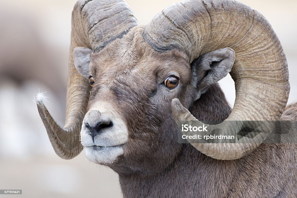 Mouflon des Rocheuses - Photo de Animal mâle libre de droits