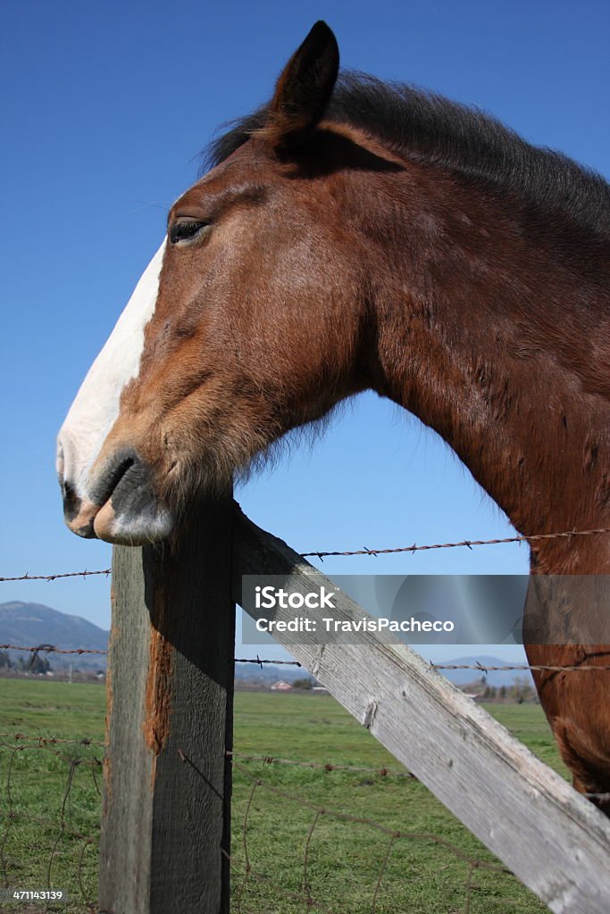 Inhalt Horse - Lizenzfrei Agrarbetrieb Stock-Foto