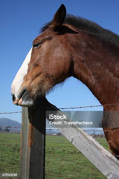 Inhalt Horse Stockfoto und mehr Bilder von Agrarbetrieb - Agrarbetrieb, Blau, Clydesdale