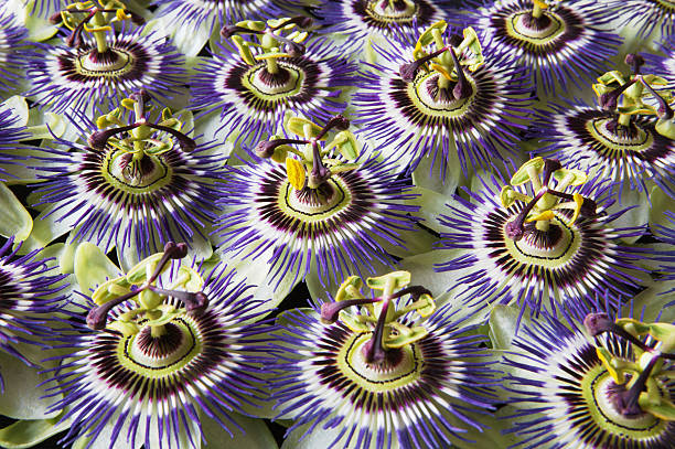 Ant on Passion flower