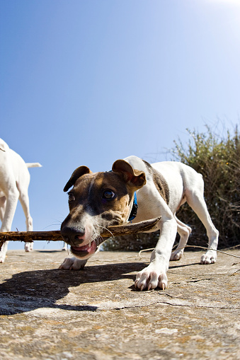 Terrier puppy biting a stick whilst playing on a warm sunny day in Malta.