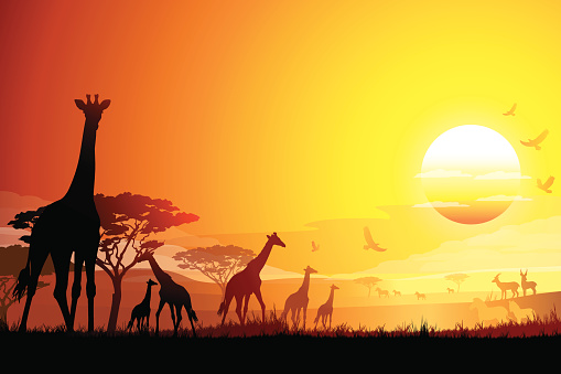 African landscape with Giraffes silhouettes in hot day. Giraffes are standing in the shadow of an Acacia tree. The Acacia tree is a symbol of Africa.