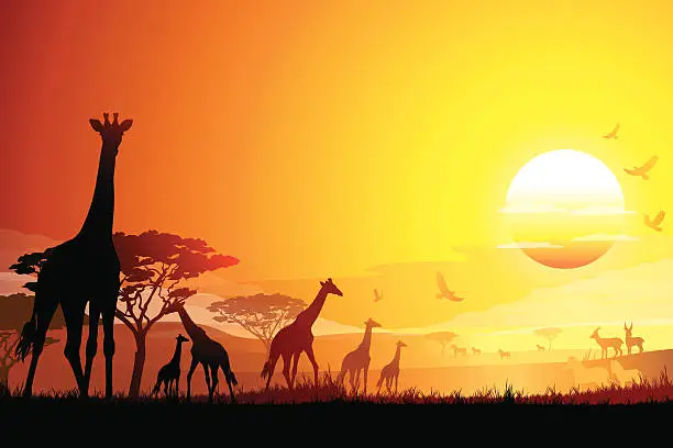 Vector illustration of African landscape with Giraffes silhouettes in hot day