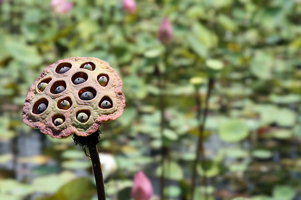 Seeds of  lotus.