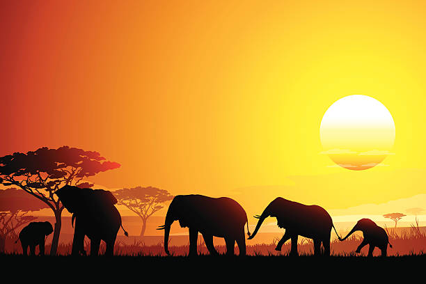 istock African landscape with funny Elephants silhouettes in hot day 471144124