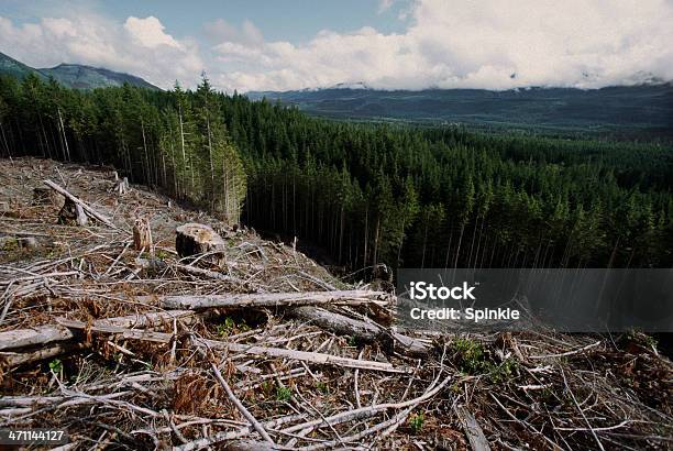 Forest Stockfoto und mehr Bilder von Abholzung - Abholzung, Baum, Pflanzen