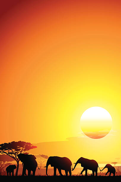 istock African landscape with funny Elephants silhouettes in hot day 471144134
