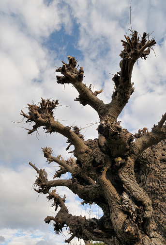The top of a pruned or 'pollarded' mulberry tree. The tree is well over 100 years old and dates back to when silkworms were kept in this area of Provence, France