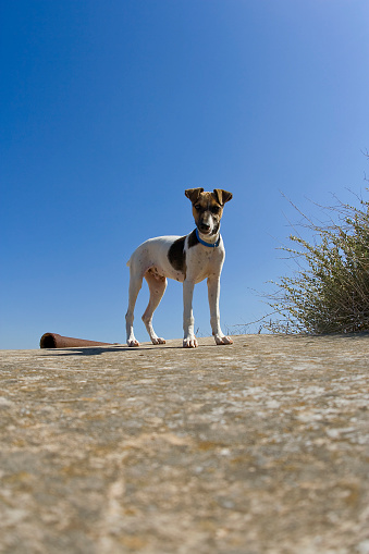 Terrier puppy enjoying the Malta sun.