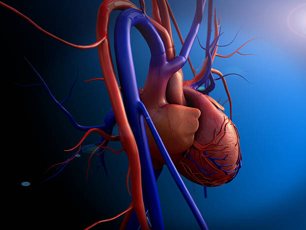 cuore umano - human heart pulse trace heart valve cardiac conduction system foto e immagini stock
