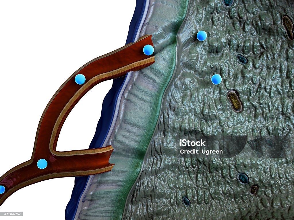 Glándula suprarrenal - Foto de stock de 2015 libre de derechos