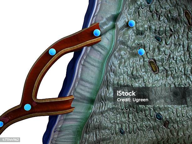 Glándula Suprarrenal Foto de stock y más banco de imágenes de 2015 - 2015, Adrenalina, Anatomía