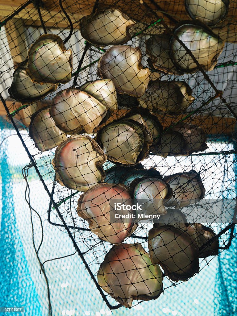 Perlas de Tahití cultivo de ostras - Foto de stock de Agricultura libre de derechos