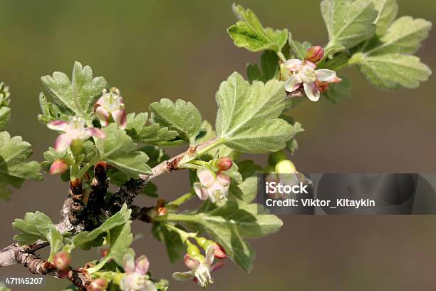 グーズベリーの花 - まぶしいのストックフォトや画像を多数ご用意 - まぶしい, カラー画像, クローズアップ