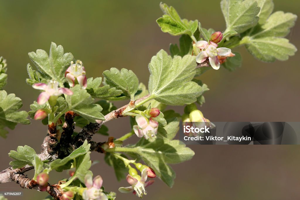 Flor de groselha - Foto de stock de Azul royalty-free