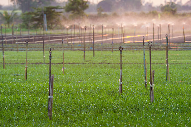 istock Vegetable garden in the evening 471145234