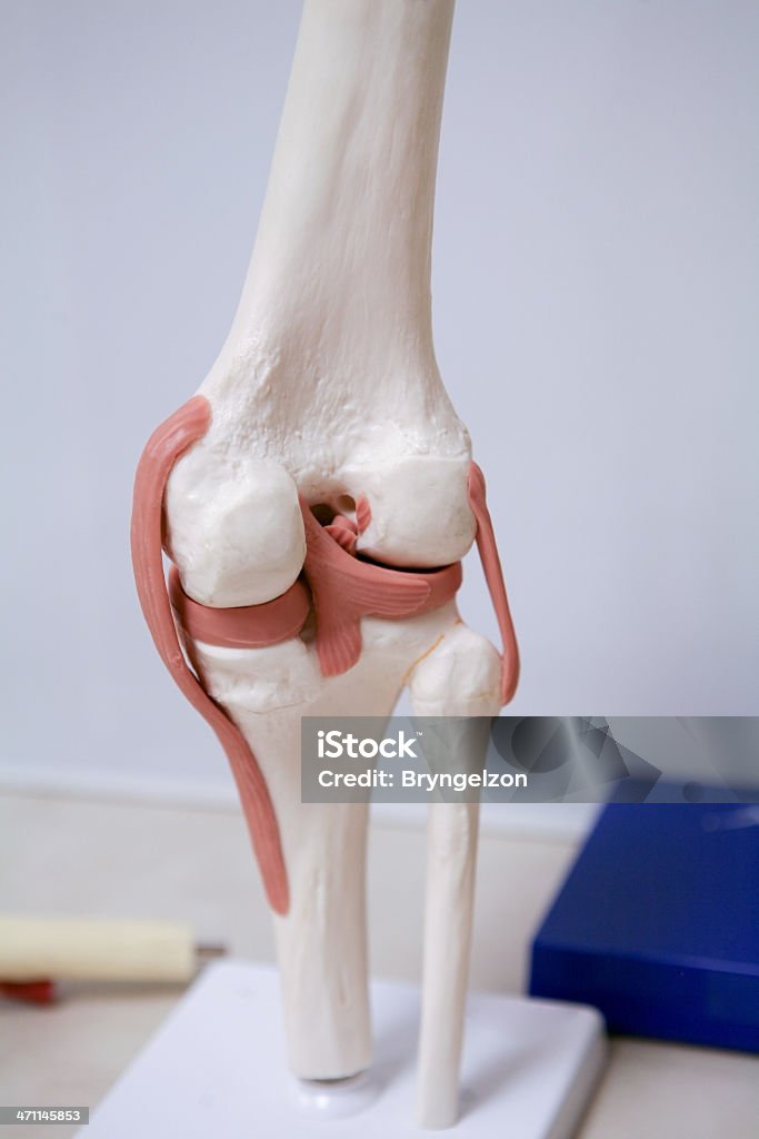 Articolazione del ginocchio modello - Foto stock royalty-free di Cartilagine