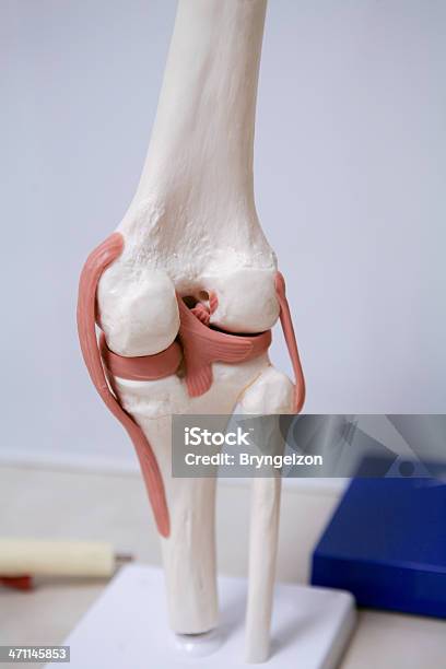 Articolazione Del Ginocchio Modello - Fotografie stock e altre immagini di Cartilagine - Cartilagine, Giuntura, Muscolo scheletrico
