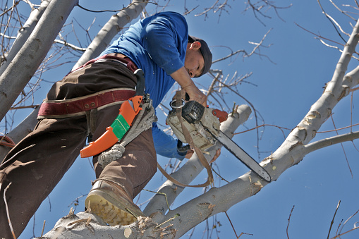 Hispanic man high up in an elm tree trimming branches