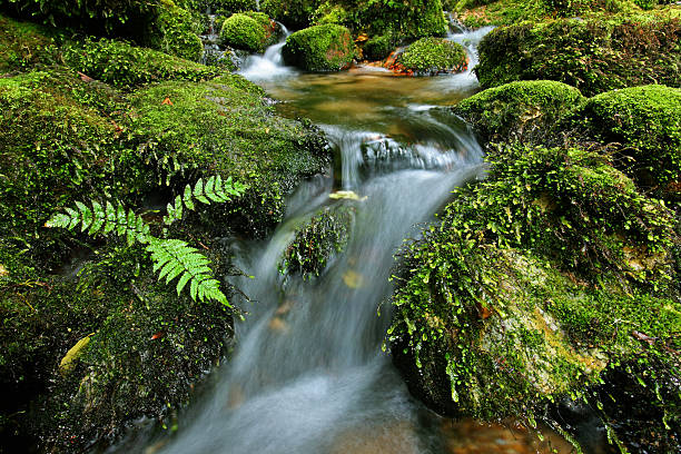 Waterfall and mossy rocks, New Zealand (XXXL) stock photo