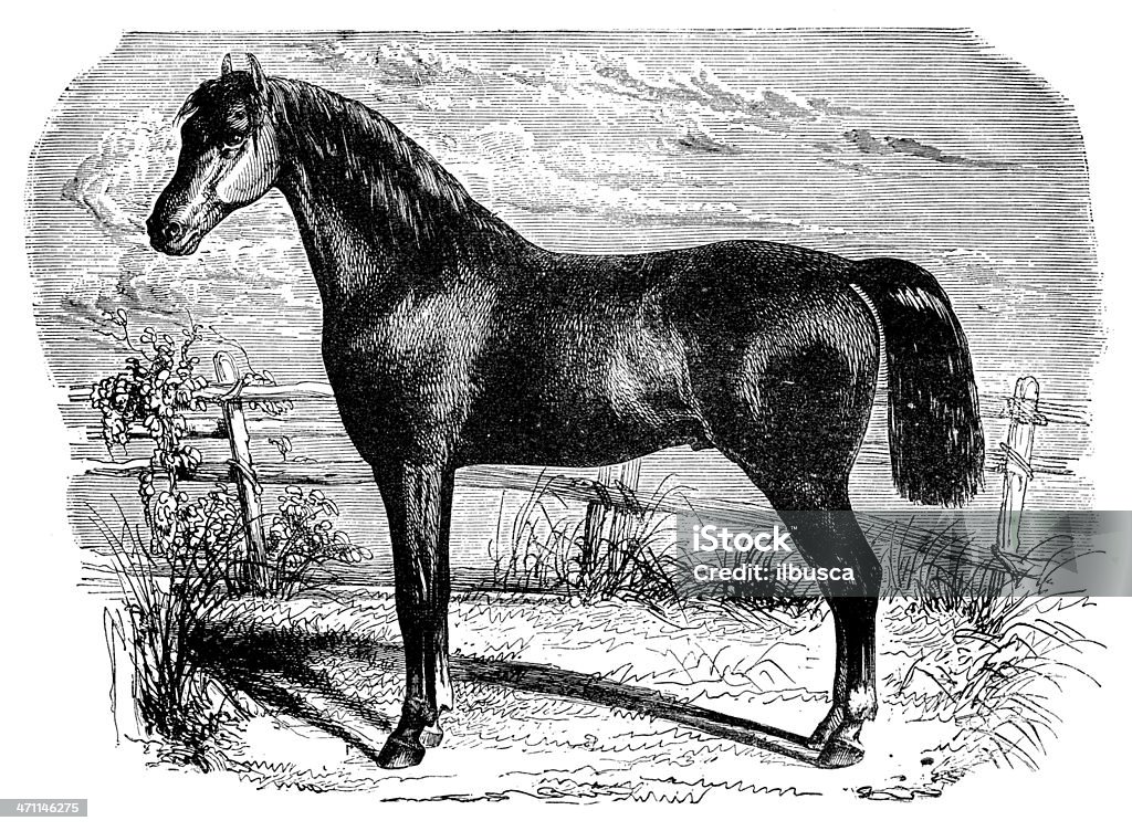 Ancienne illustration de Anglo-normandes cheval - Illustration de Cheval libre de droits
