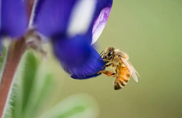 Photo of lupine flower