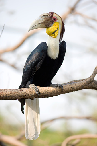 Wreathed Hornbill.