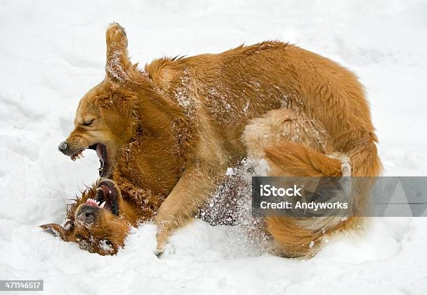 Fighting Hunde Stockfoto und mehr Bilder von Fotografie - Fotografie, Geöffneter Mund, Golden Retriever