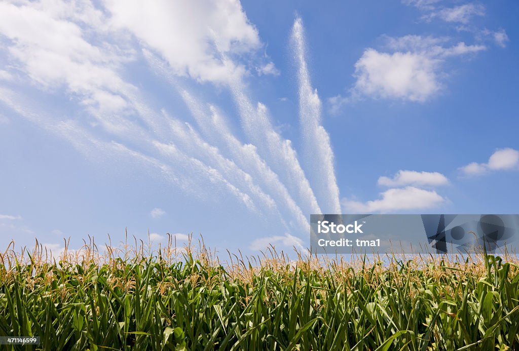 Cornfield irrigação - Foto de stock de Agricultura royalty-free