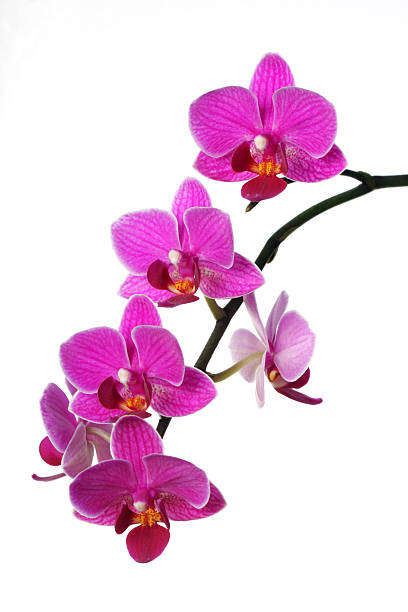istock Pink orchid flowers on white 471146903