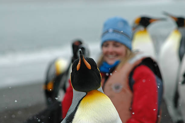 Gentoo penguins couple singing (Pygoscelis papua papua), Ushuaia, Tierra del Fuego