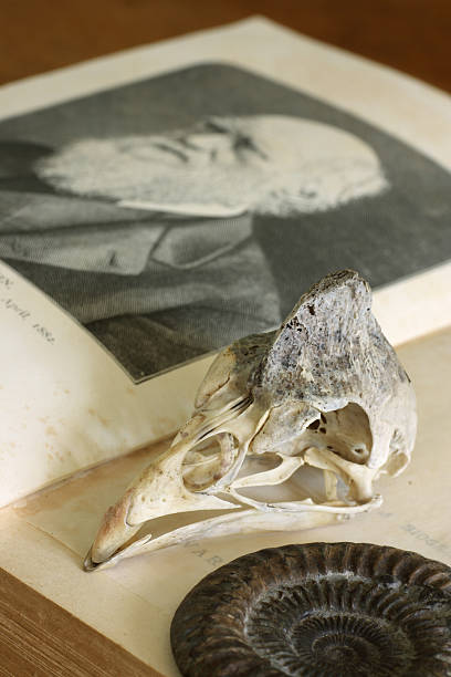 von charles darwin buch mit guinea fowl-schädel und ammonit - charles darwin engraved image old fashioned etching stock-fotos und bilder