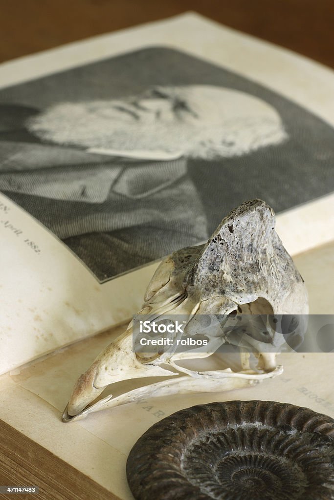 Aprire Charles Darwin libro con la guinea-Pollo teschio e ammonite - Foto stock royalty-free di Charles Darwin - Naturalista