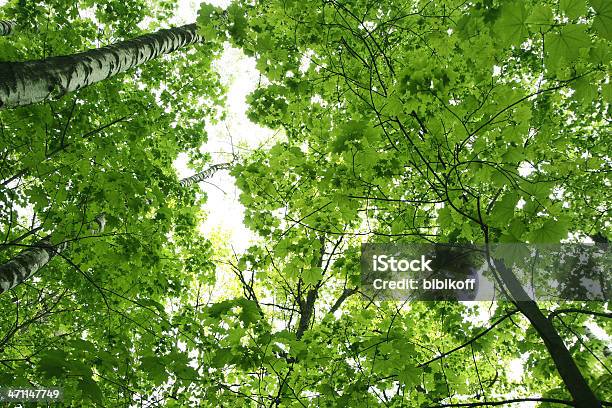 Forest Stock Photo - Download Image Now - Back Lit, Backgrounds, Birch Tree