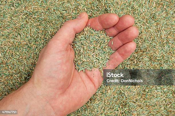 편리한 잔디 Seed 시드 삭제 가까운에 대한 스톡 사진 및 기타 이미지 - 가까운, 곡초류, 기업 재무와 산업