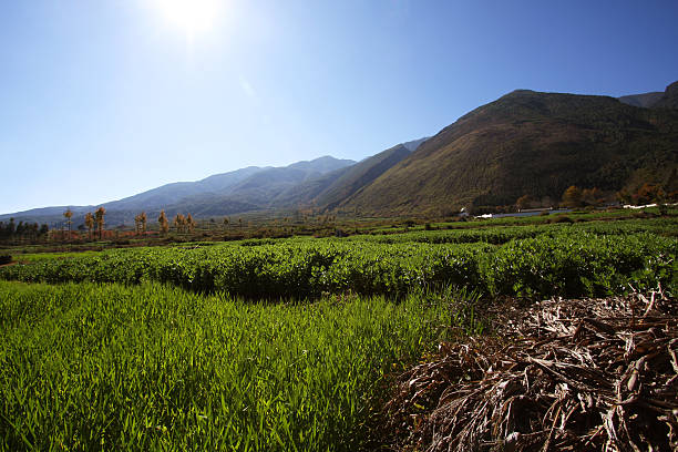 Scenery stock photo