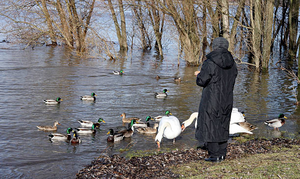 кормить waterbirds - waterbirds стоковые фото и изображения