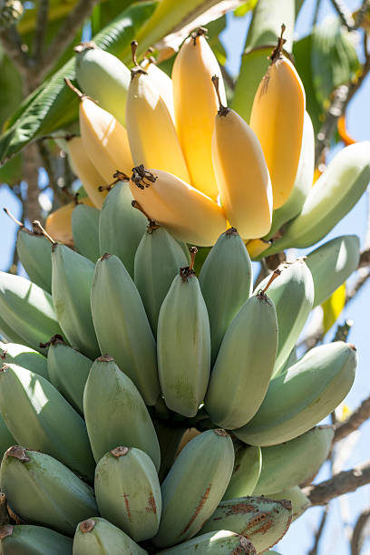 bananier - banana plantation green tree photos et images de collection