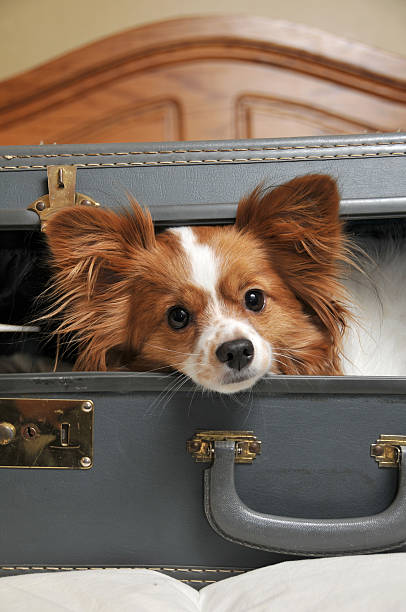 istock Traveling Companion 471149663
