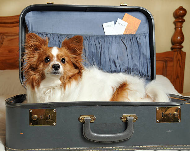 istock Traveling Companion 471149667