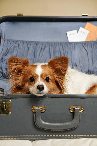 istock Traveling Companion 471149677