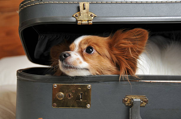 istock Traveling Companion 471149679