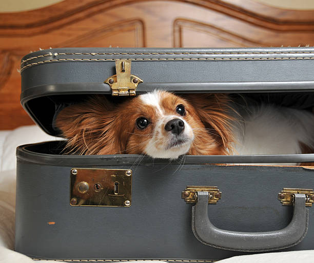 istock Traveling Companion 471149681