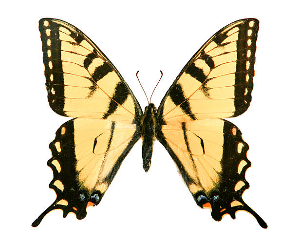 istock Yellow Butterfly Isolated on White 471149701