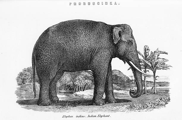 ilustraciones, imágenes clip art, dibujos animados e iconos de stock de elefante indio - tusk