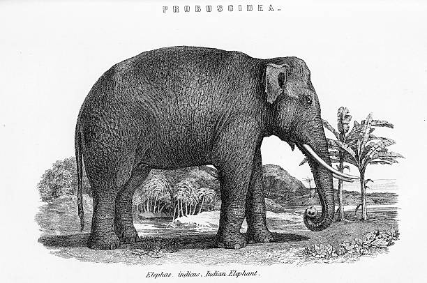 Indian Elephant Vintage engraving from 1881 of an Elephas indicus, the Indian Elephant. tusk stock illustrations