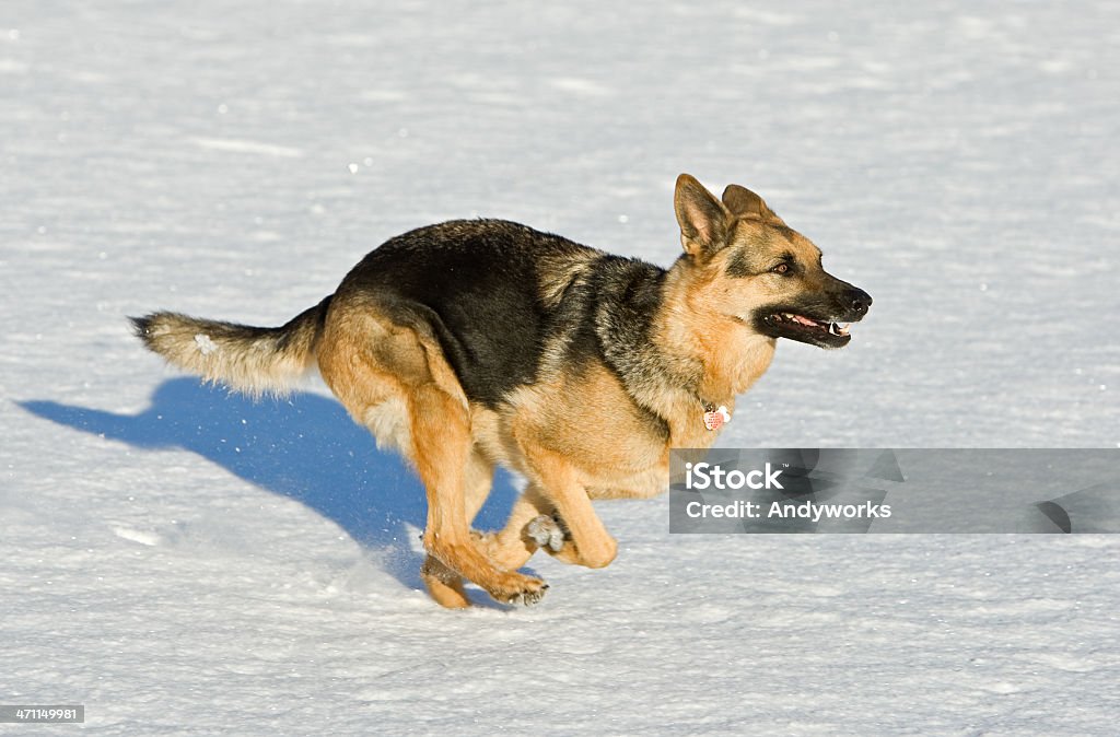 Running German Schäferhund - Lizenzfrei Rennen - Körperliche Aktivität Stock-Foto