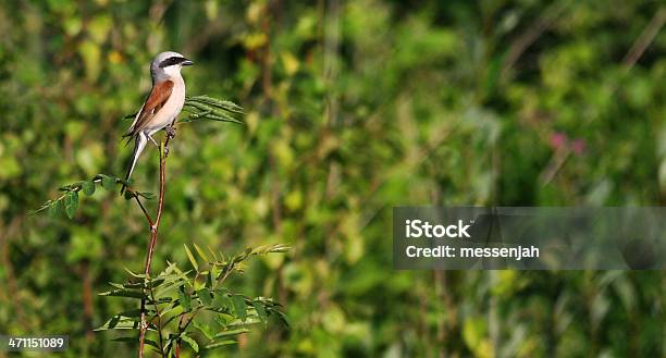 Photo libre de droit de Shrike À Dos Rouge banque d'images et plus d'images libres de droit de Cambrioleur - Cambrioleur, Chasser, Cîme d'un arbre