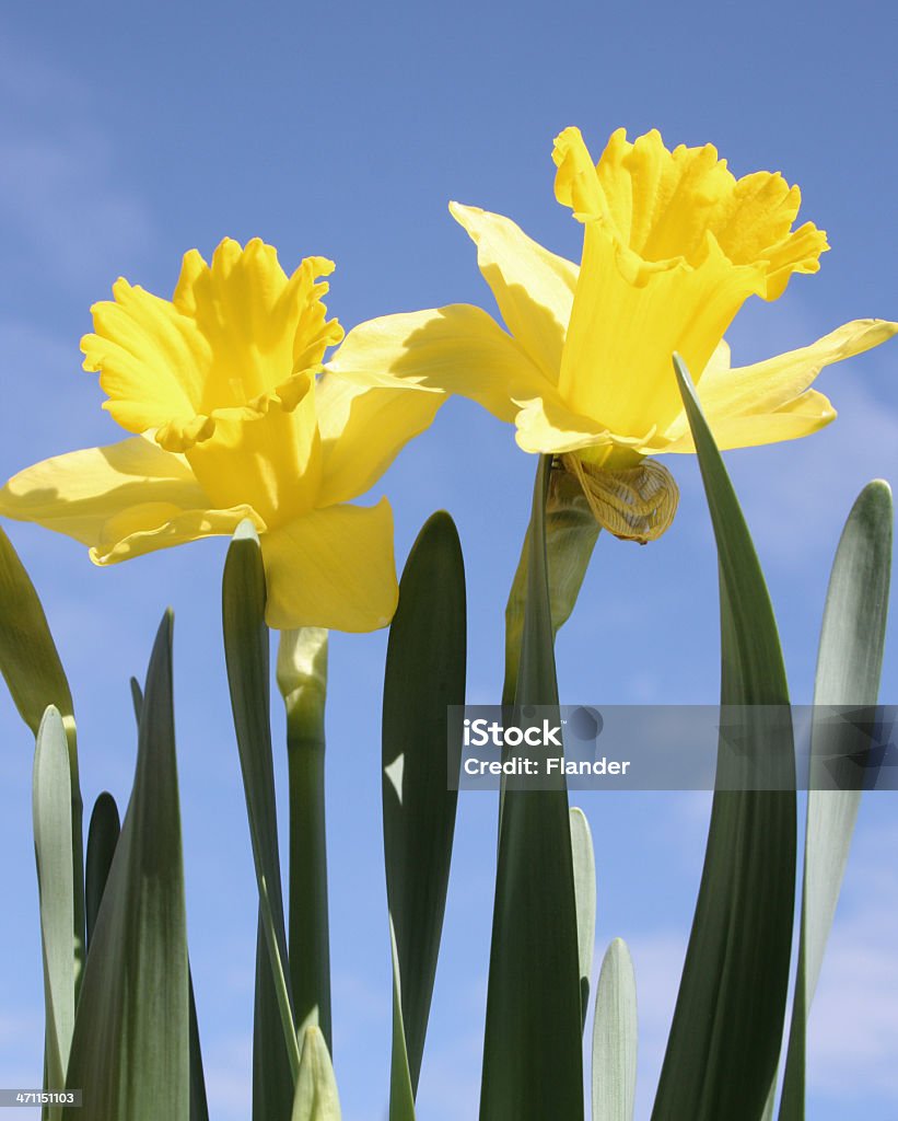 Amarelo Daffodils - Royalty-free Amarelo Foto de stock